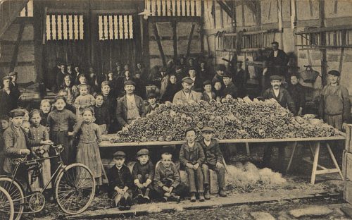 Collecte des asperges en 1914